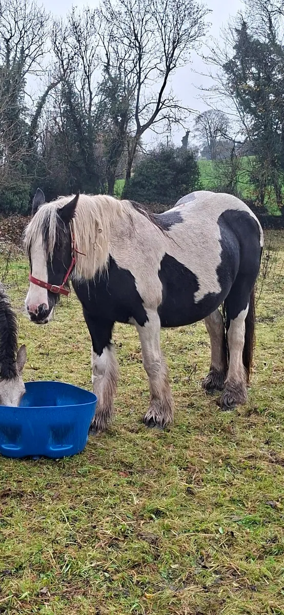 Piebald Cob Mare - Image 2