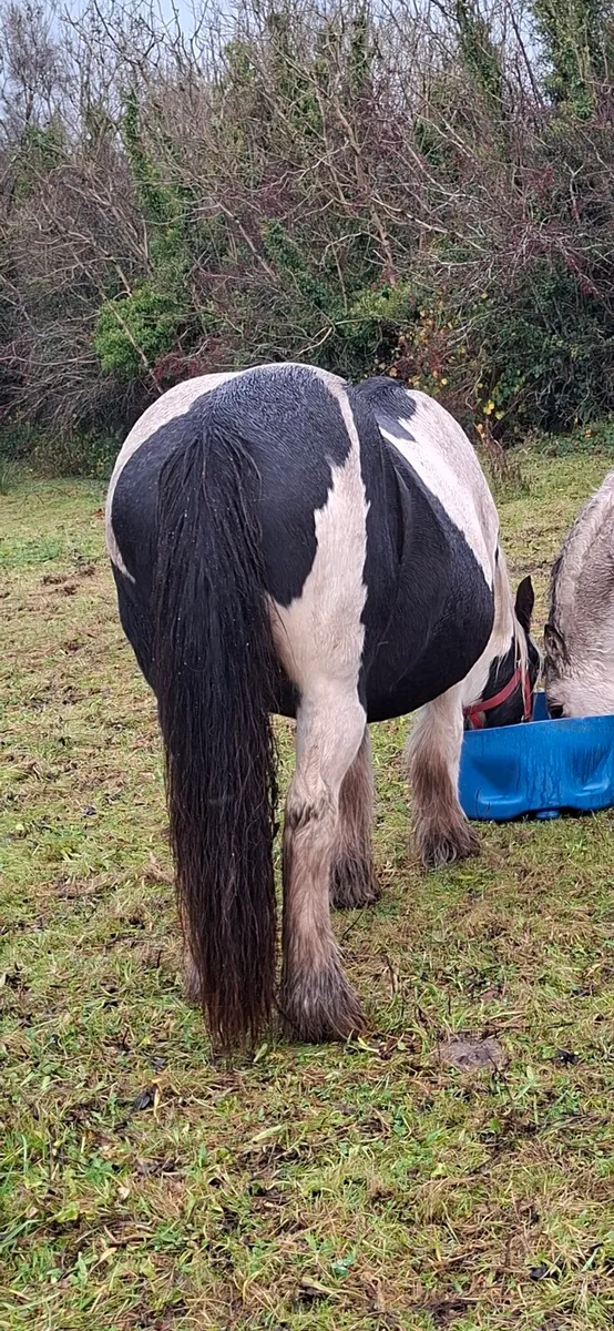 Piebald Cob Mare - Image 3