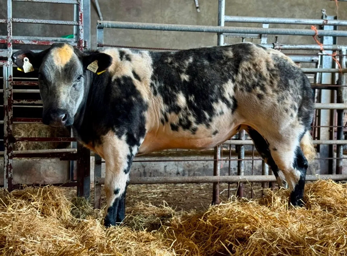 ⭐️Super Show Type Breeding Heifer Weanlings⭐️ - Image 2