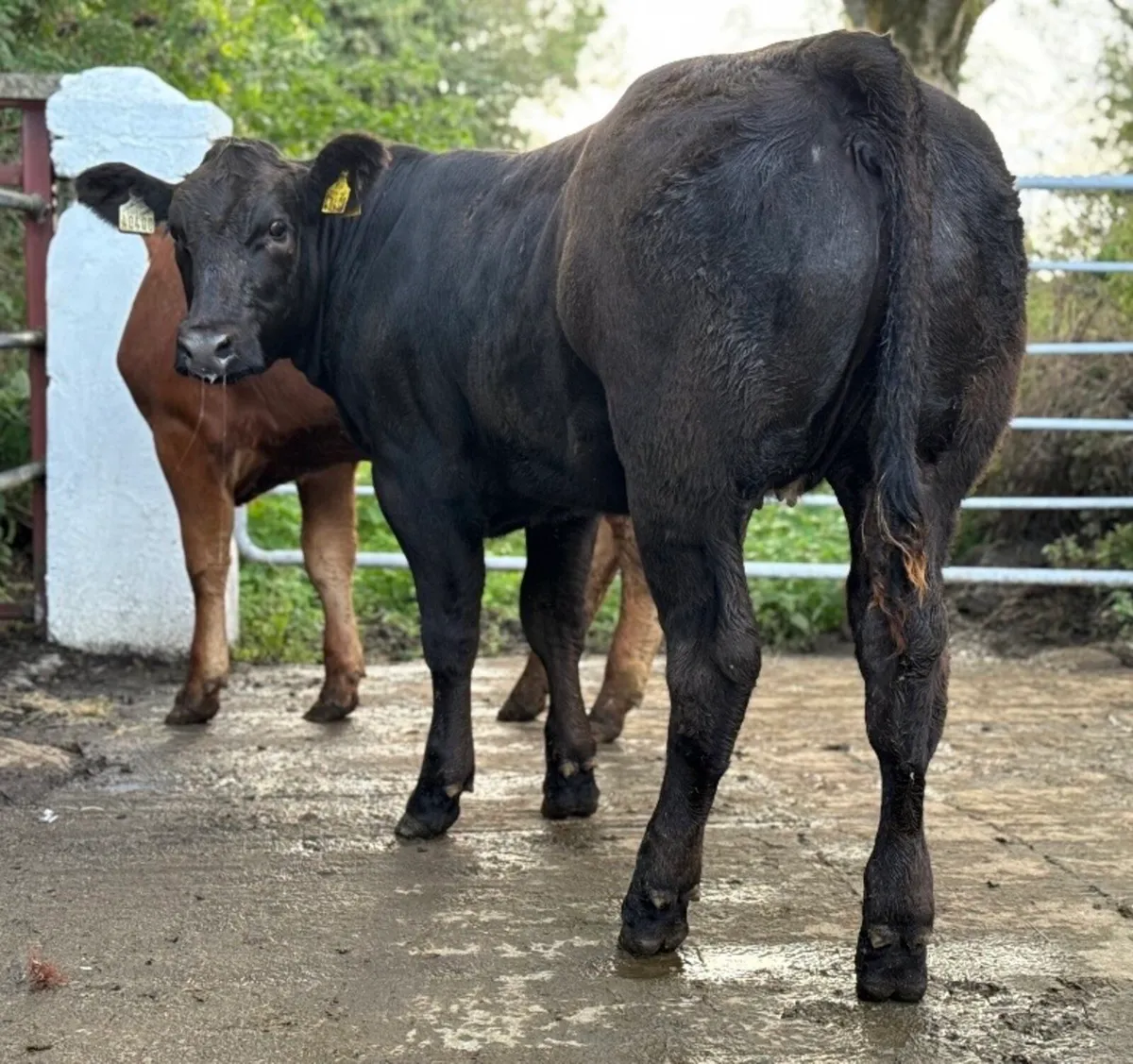 ⭐️Super Show Type Breeding Heifer Weanlings⭐️ - Image 3