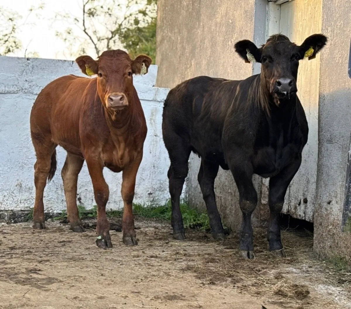 ⭐️Super Show Type Breeding Heifer Weanlings⭐️ - Image 4