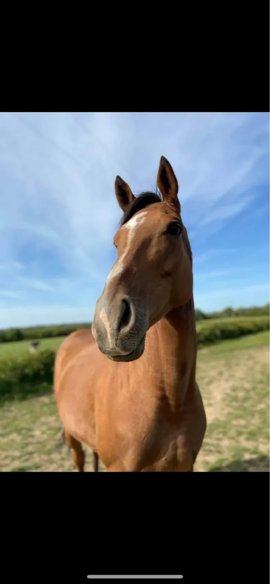 Mare  for sale - Image 1