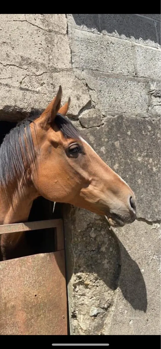 Mare  for sale - Image 2