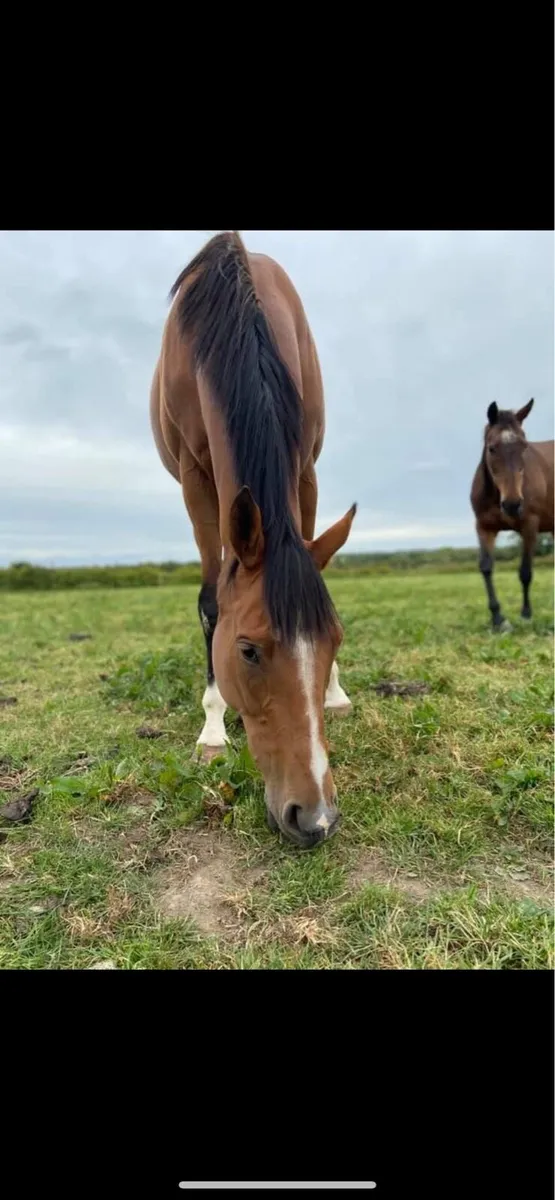 Mare  for sale - Image 3