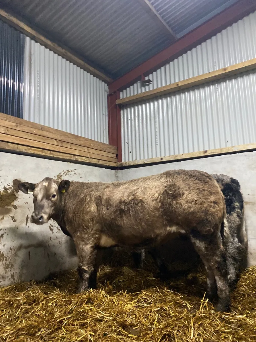 2 Belgian blue weanling heifers - Image 1