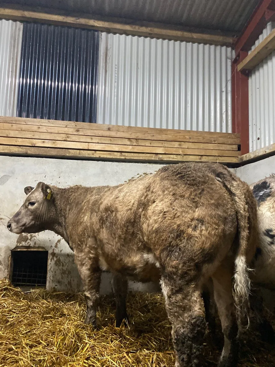 2 Belgian blue weanling heifers - Image 2