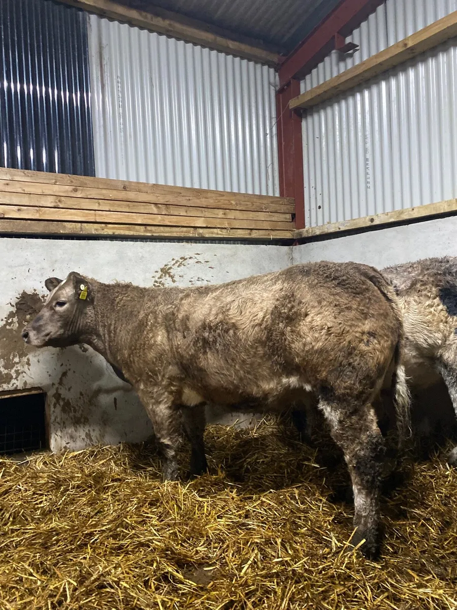 2 Belgian blue weanling heifers - Image 3