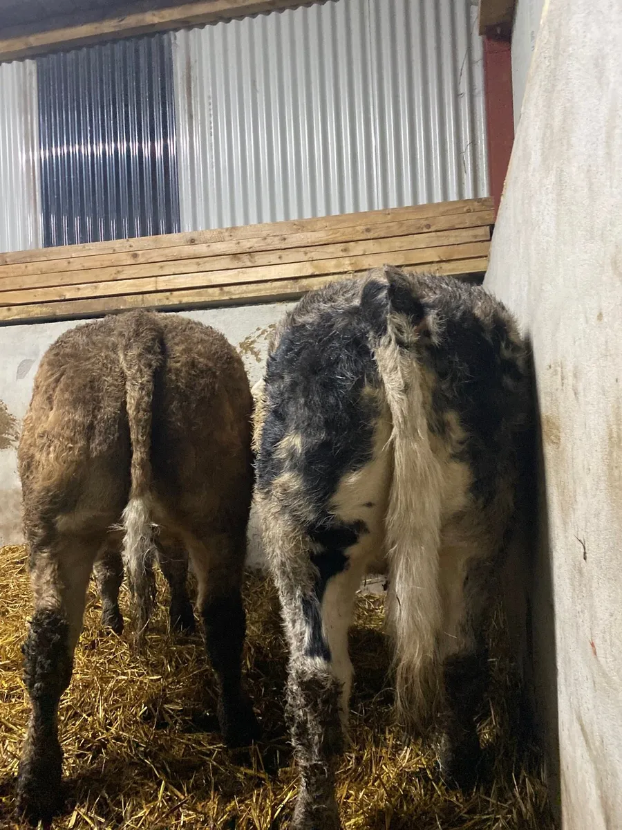 2 Belgian blue weanling heifers - Image 4