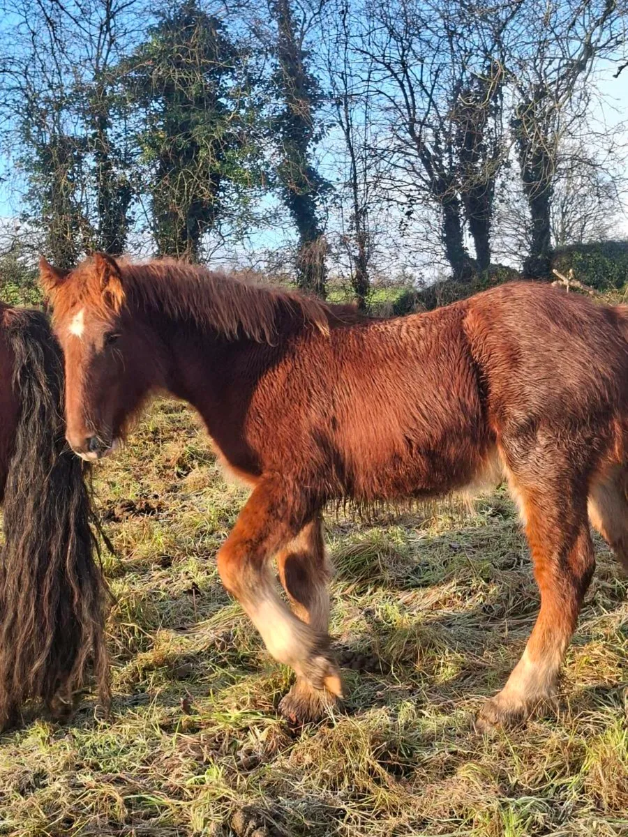 Heavy Cob Colt Foal - Image 1