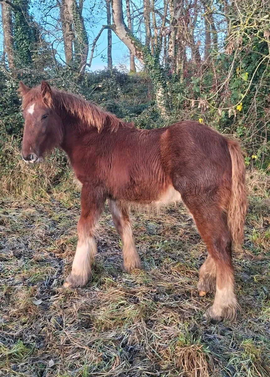 Heavy Cob Colt Foal - Image 2