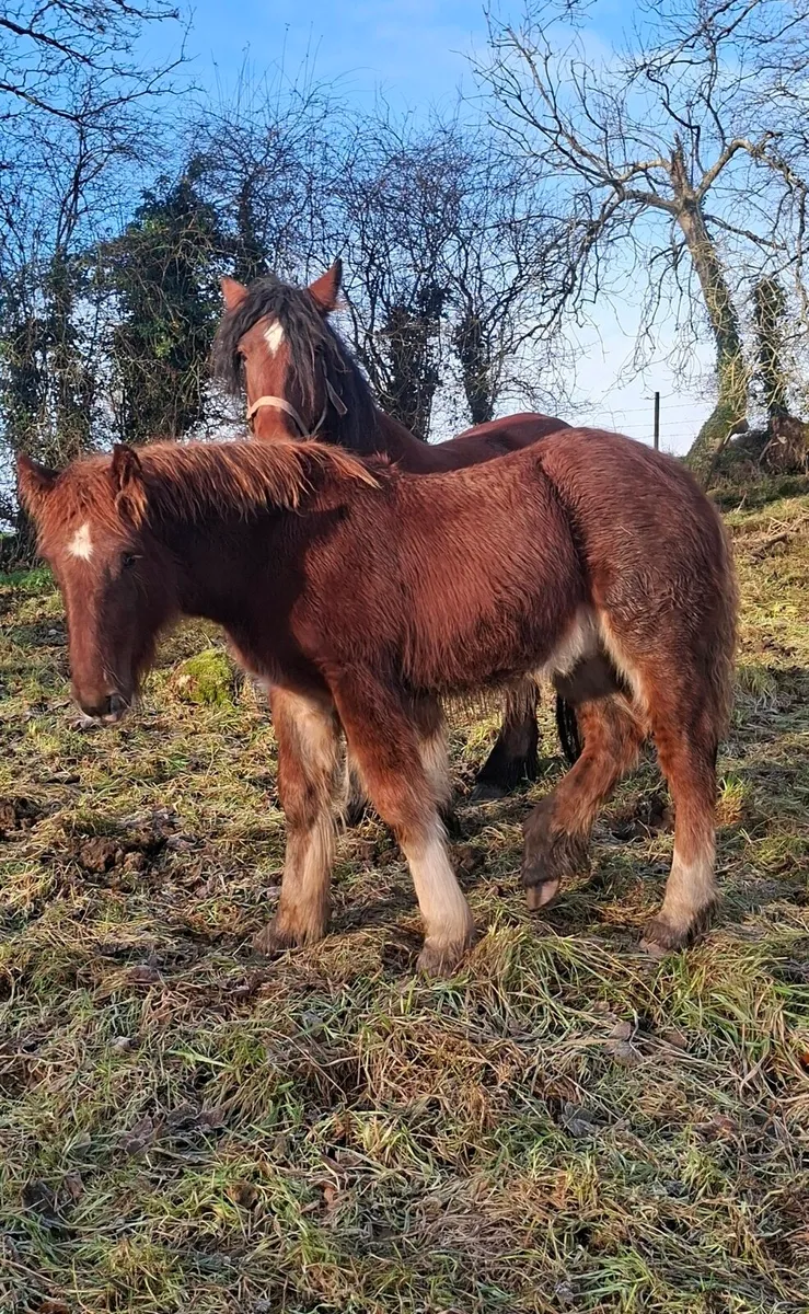 Heavy Cob Colt Foal - Image 3