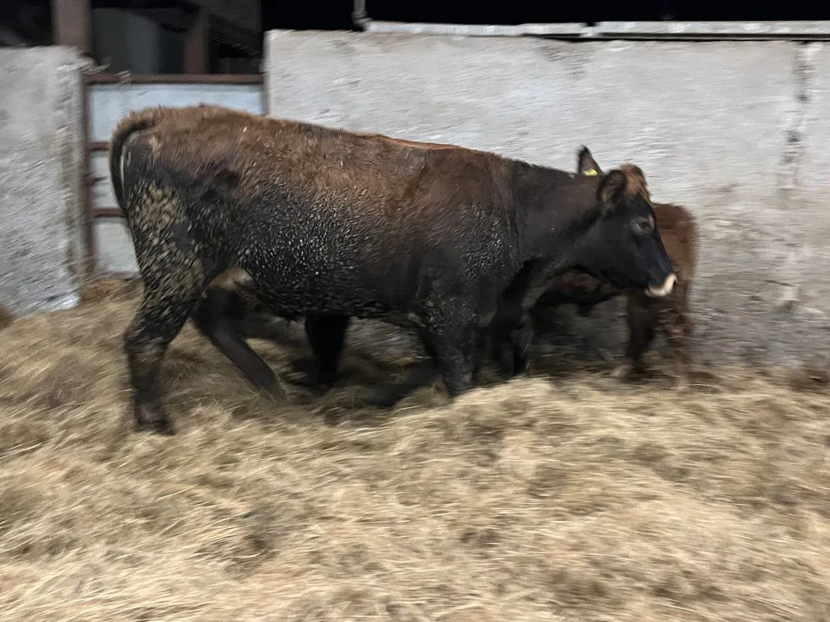 2 Super Parthenaise cows with calves at foot - Image 2