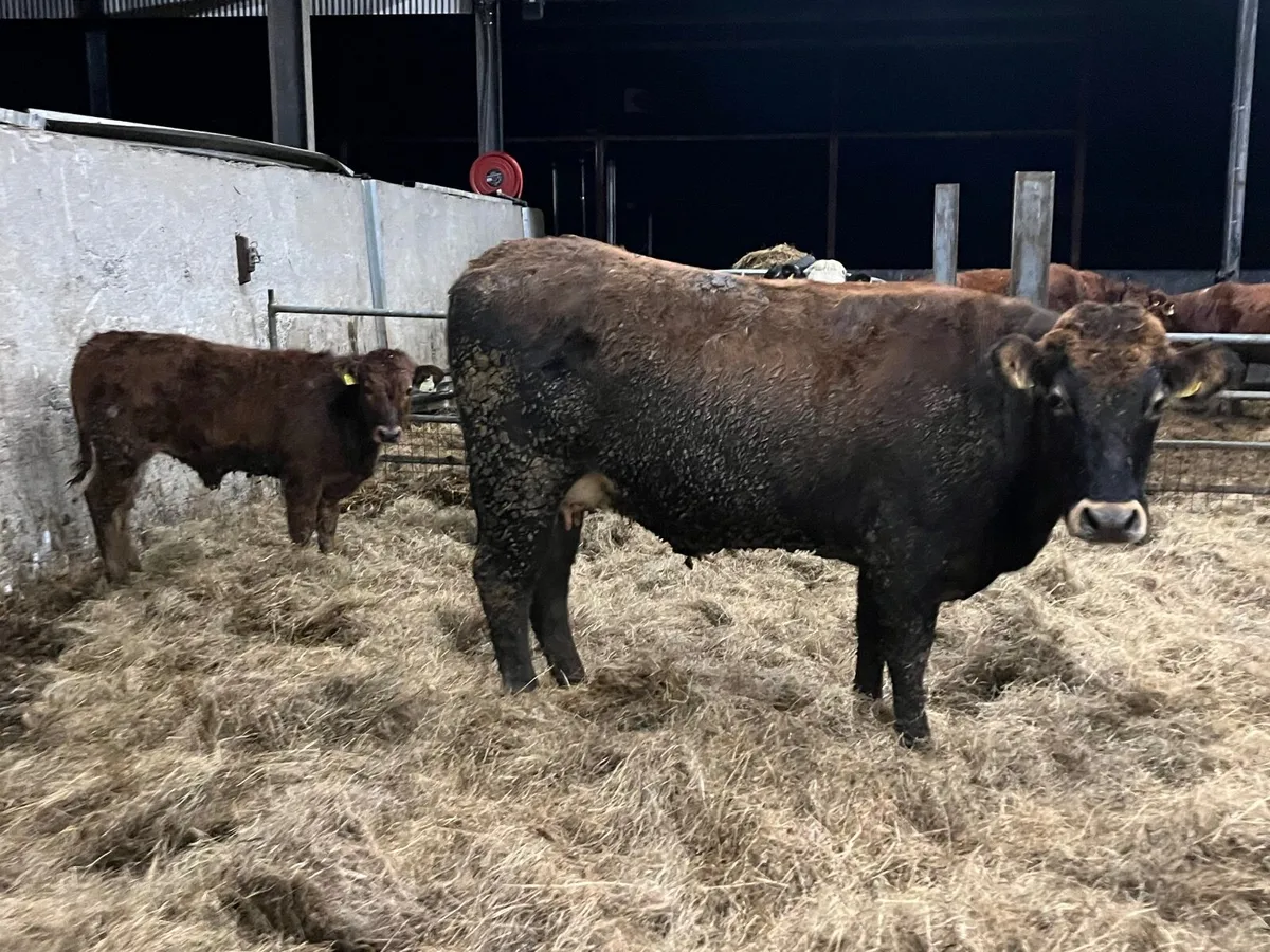 2 Super Parthenaise cows with calves at foot - Image 3