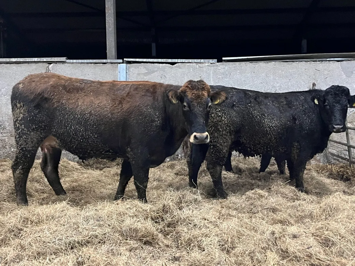 2 Super Parthenaise cows with calves at foot - Image 4