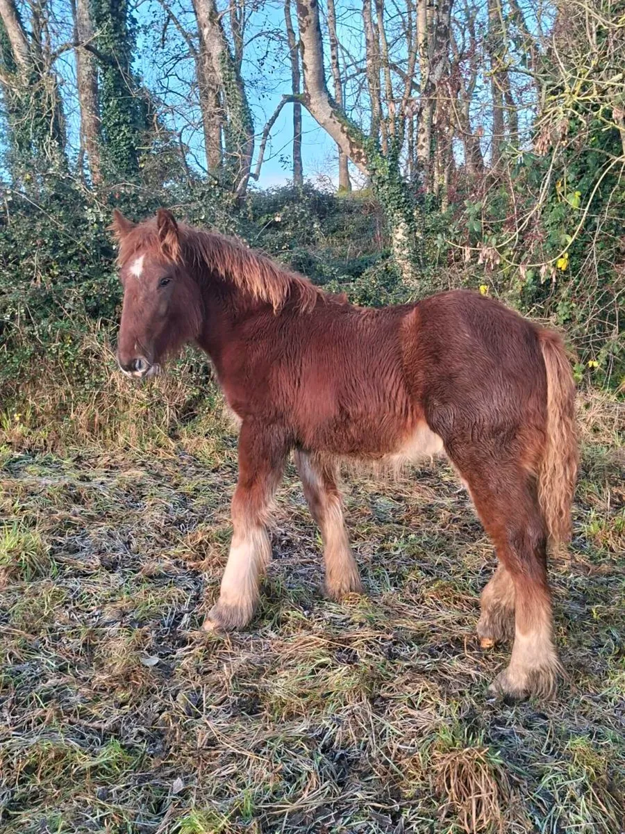 Heavy Cob Colt Foal - Image 4