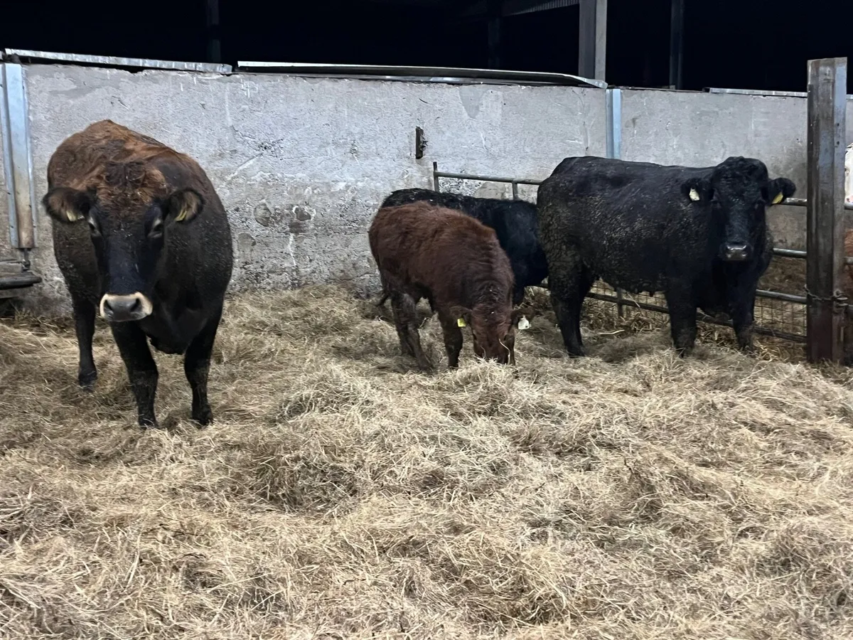 2 Super Parthenaise cows with calves at foot - Image 1