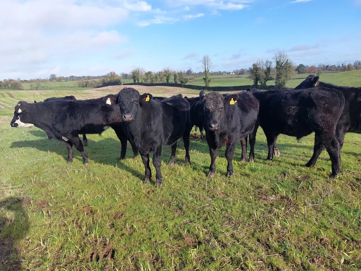 AA Bullocks - Image 2