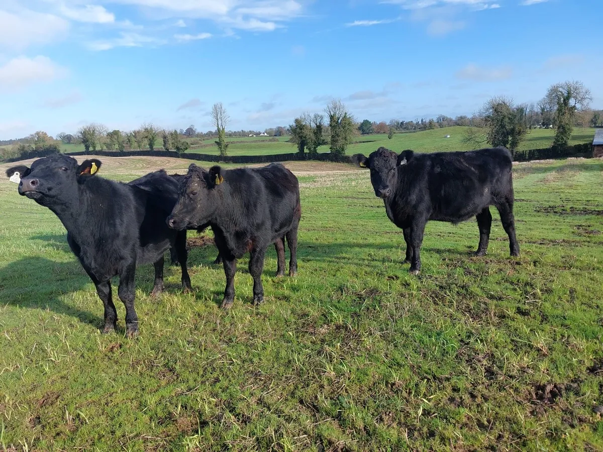 AA Bullocks - Image 3