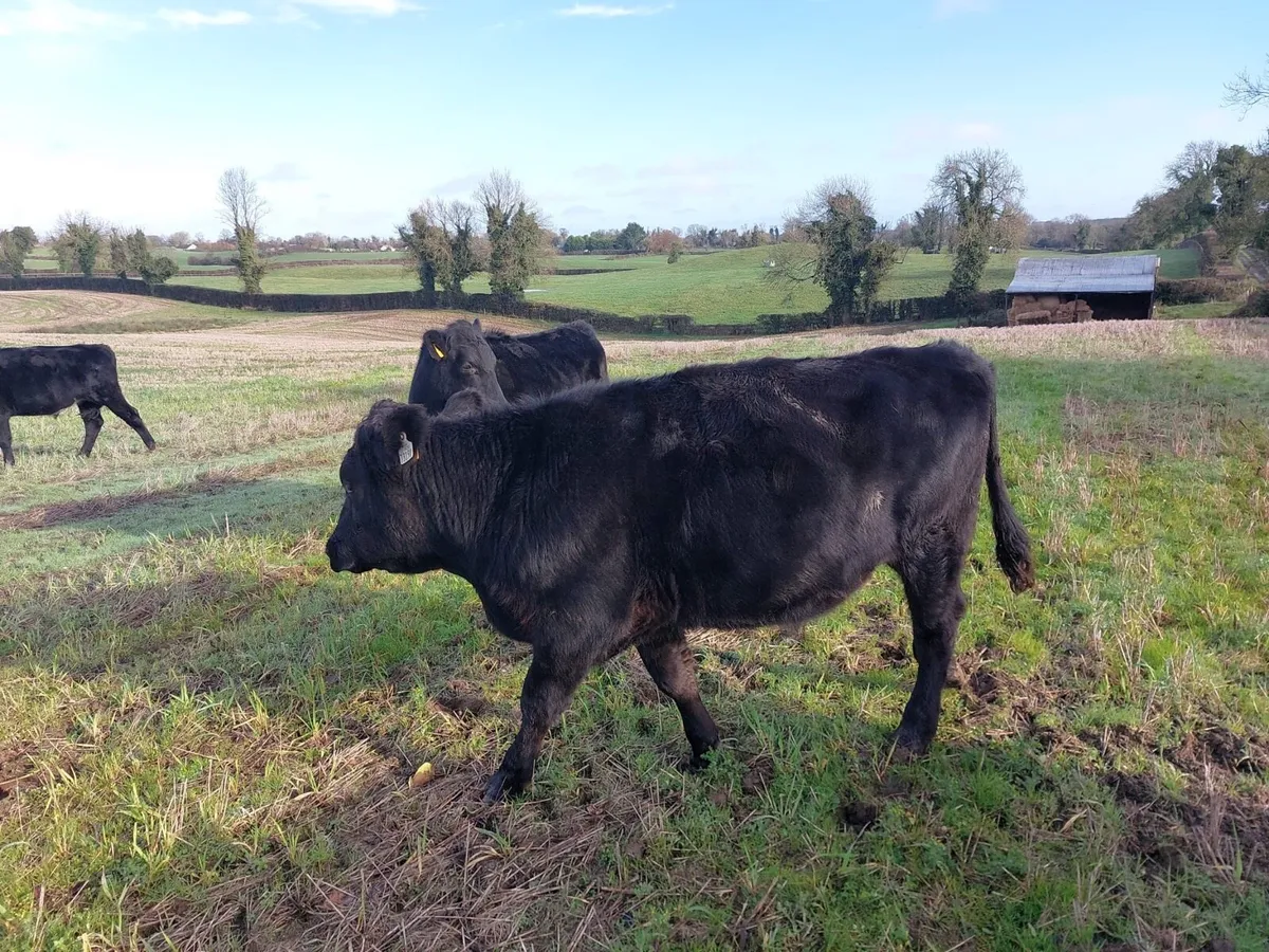 AA Bullocks - Image 4