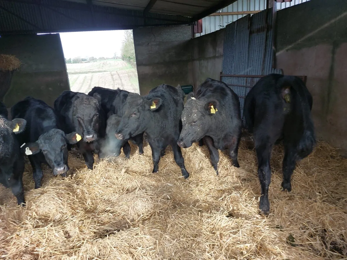 AA Bullocks - Image 1