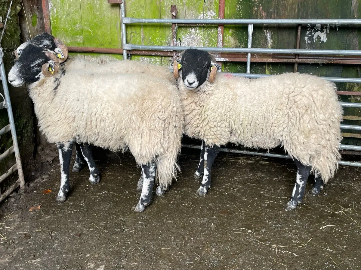 Swaledale Ram Lambs - Image 1