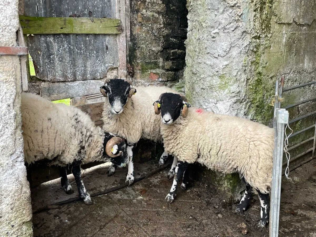 Swaledale Ram Lambs - Image 2