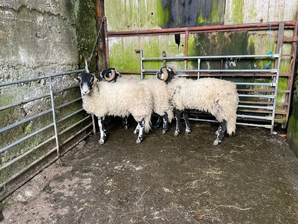 Swaledale Ram Lambs - Image 3