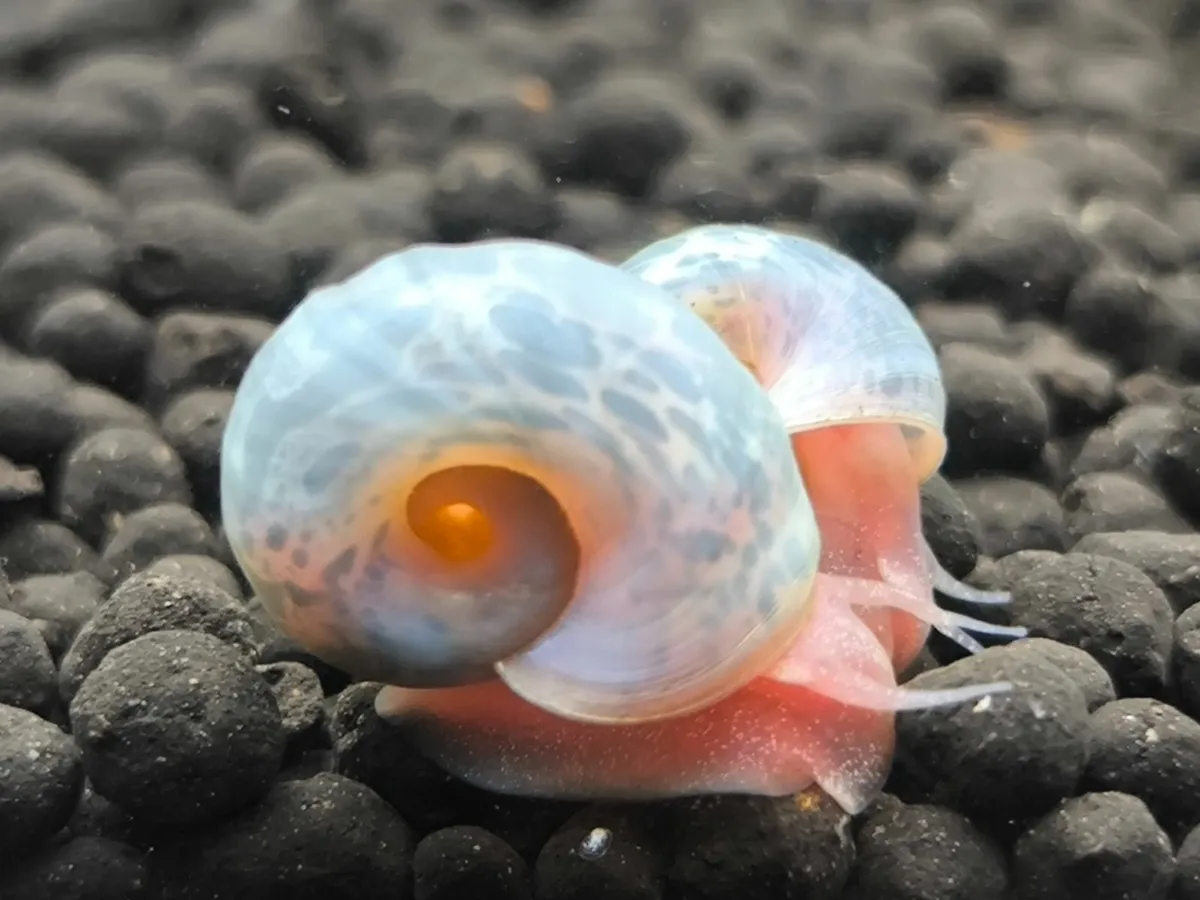 Dwarf Crayfish, Shrimp, Floating plants and Snail - Image 4