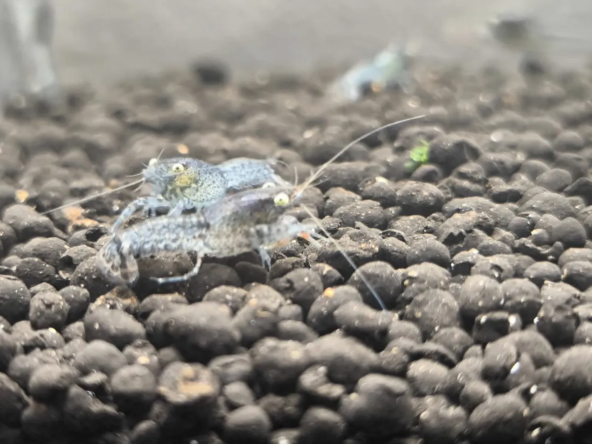 Dwarf Crayfish, Shrimp, Floating plants and Snail - Image 3
