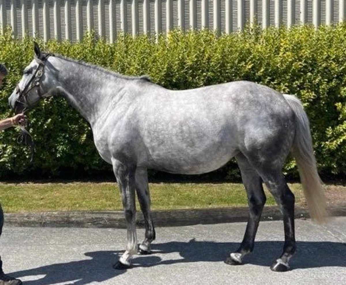 Thoroughbred mare - Image 1