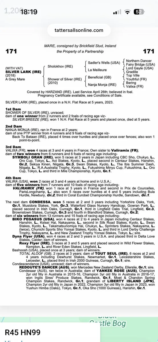 Thoroughbred mare - Image 2