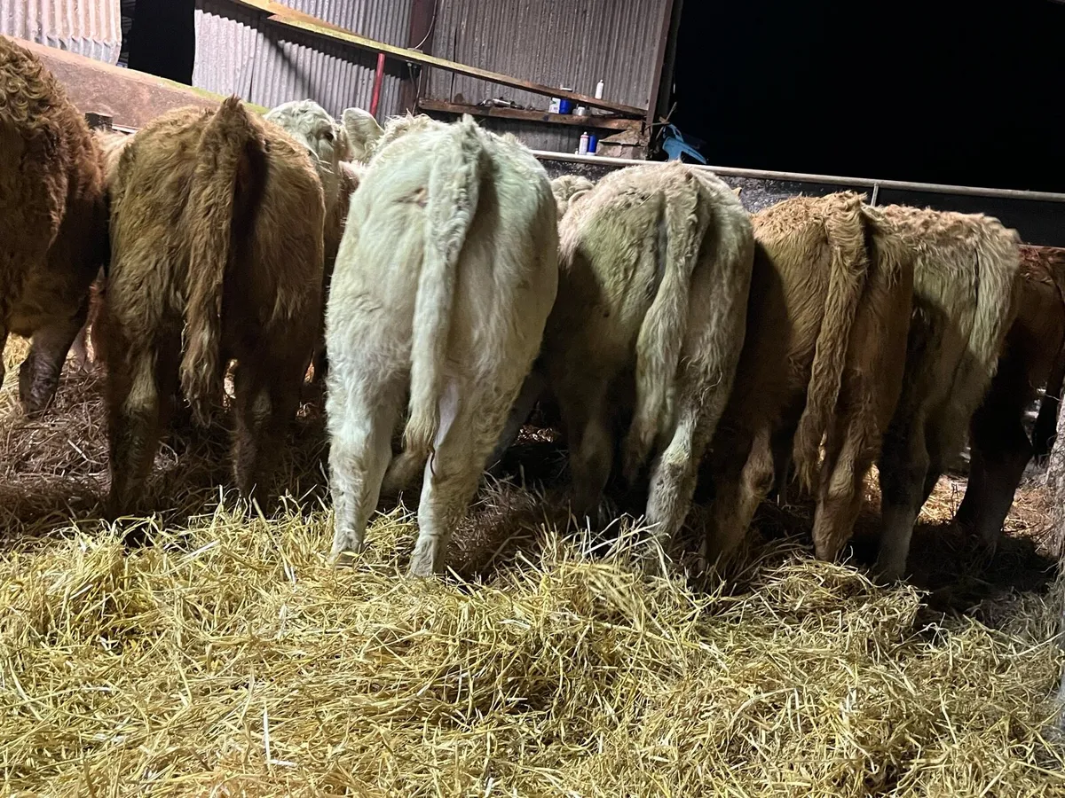 Heifer Weanlings - Image 2