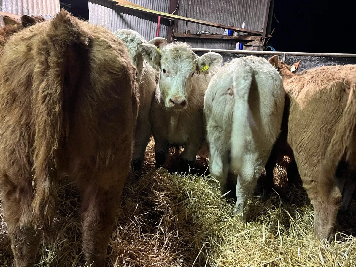 Heifer Weanlings - Image 3