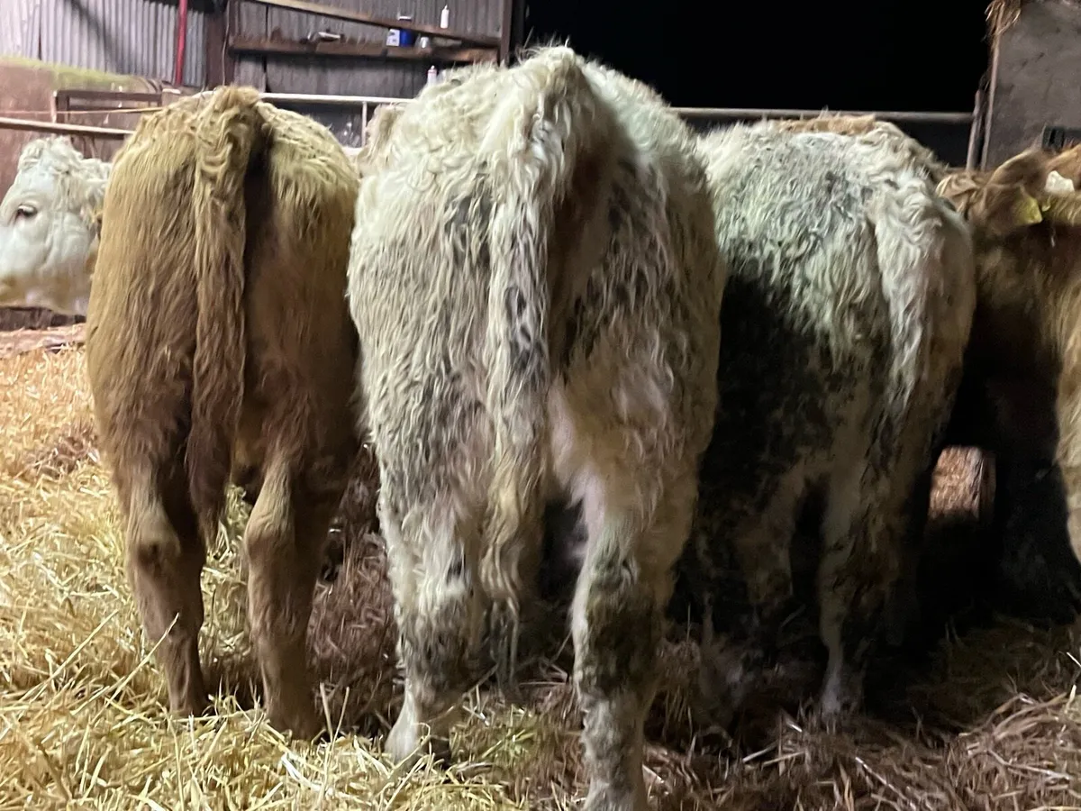 Heifer Weanlings - Image 4