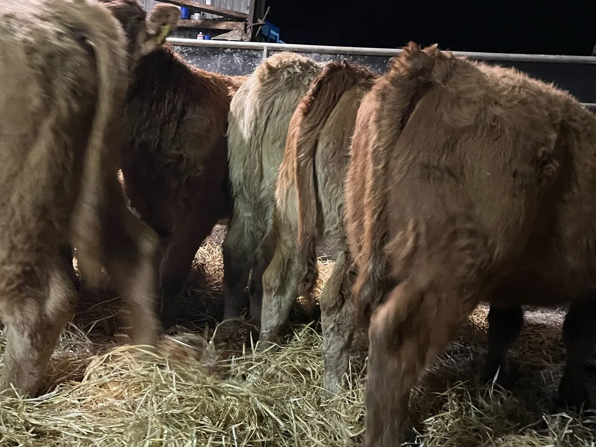 Heifer Weanlings - Image 1