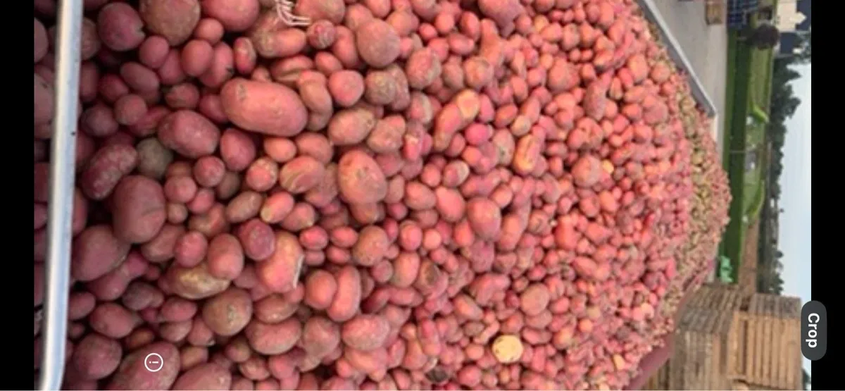 Rigid + artic load of washed beet+spuds for sale - Image 1