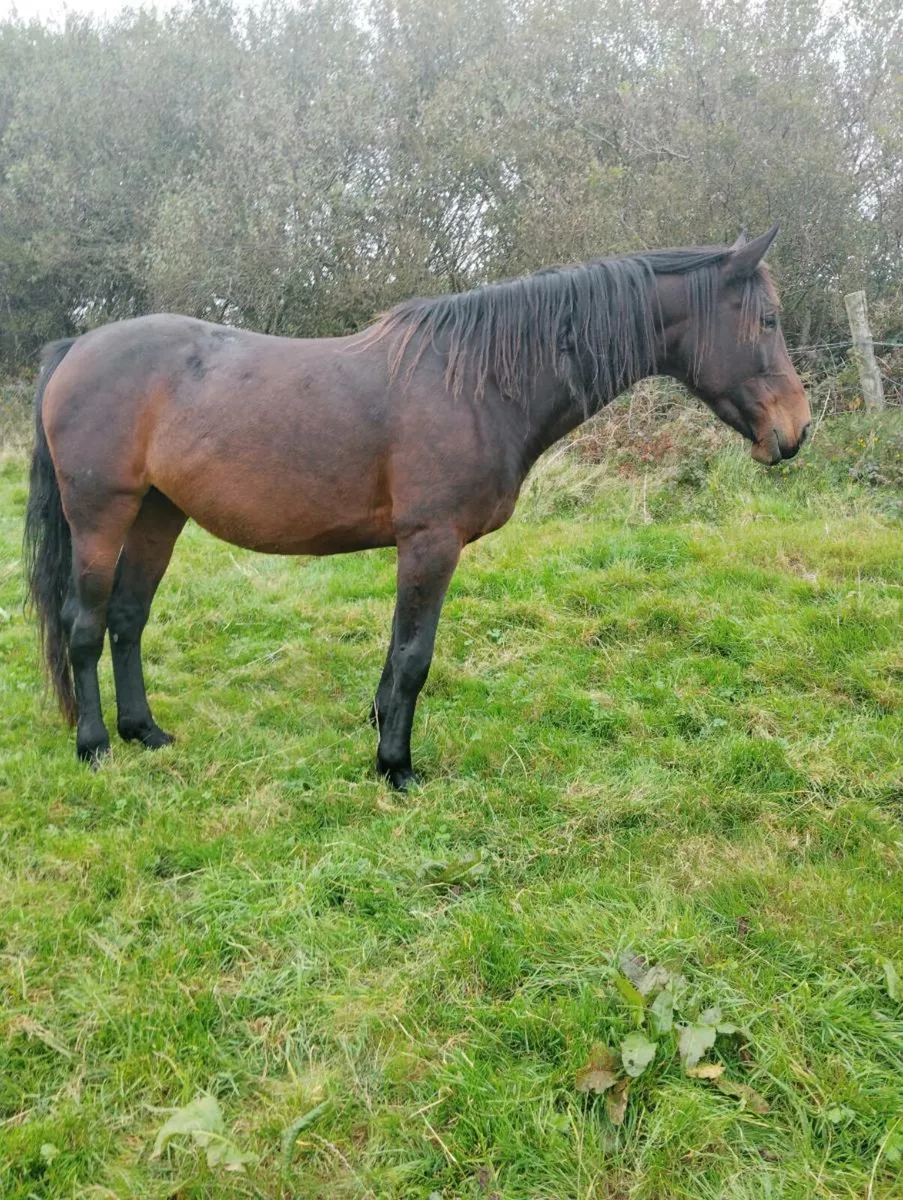 Sports horse broodmare - Image 1