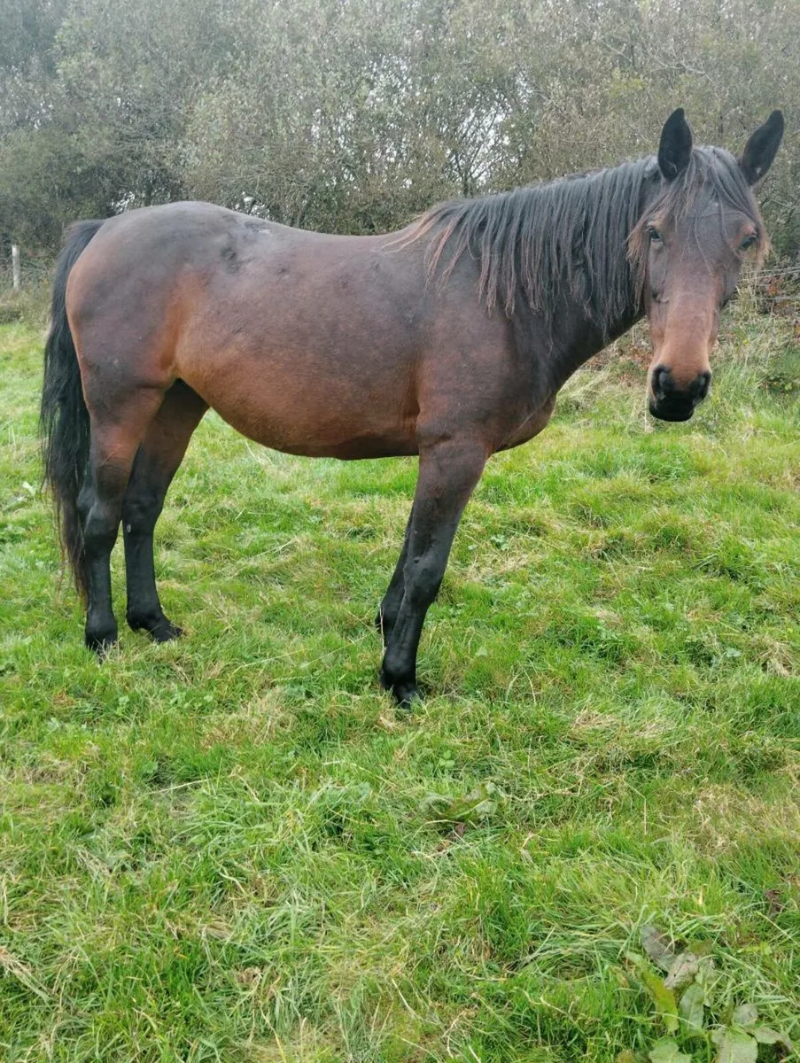 Sports horse broodmare - Image 2