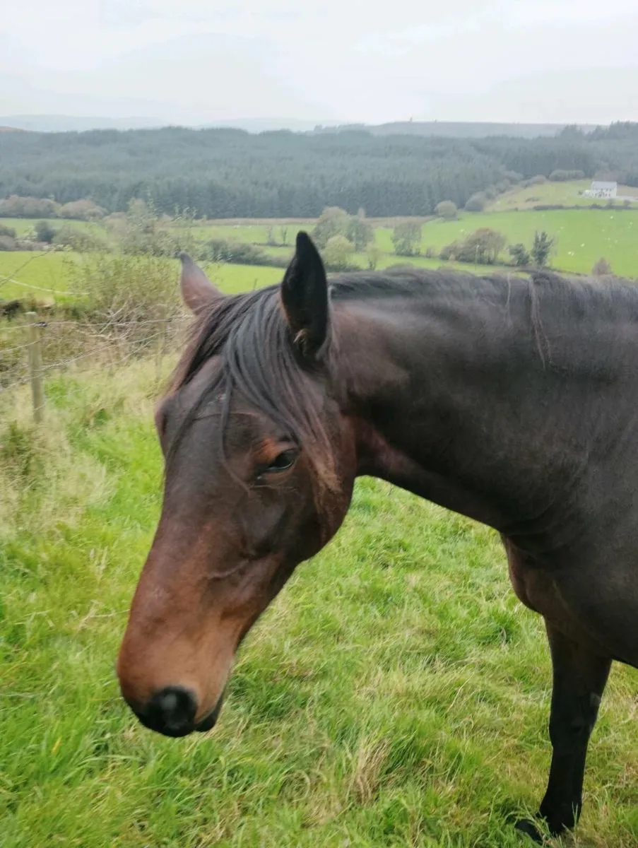 Sports horse broodmare - Image 3