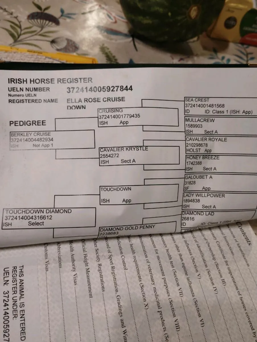 Sports horse broodmare - Image 4