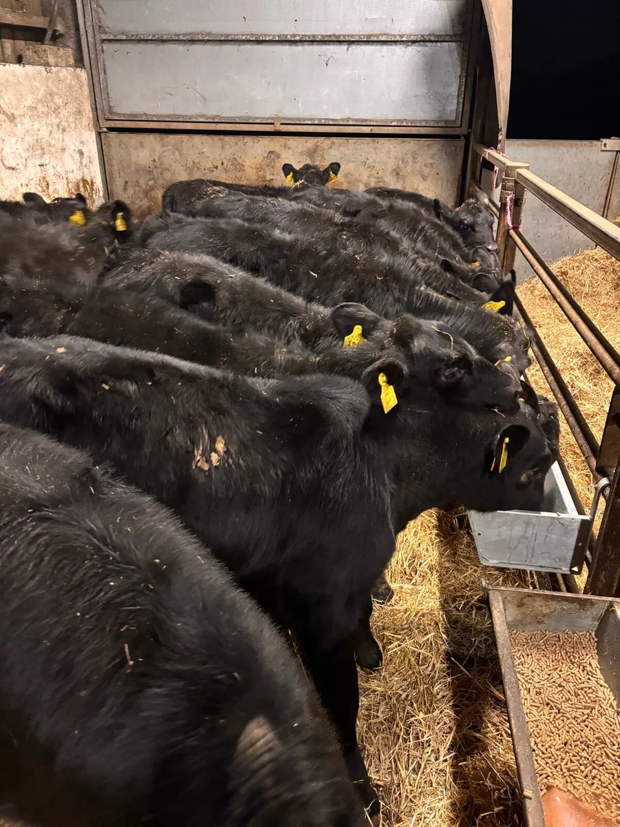 AA bull’s - Image 1