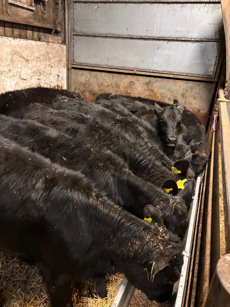 AA bull’s - Image 2