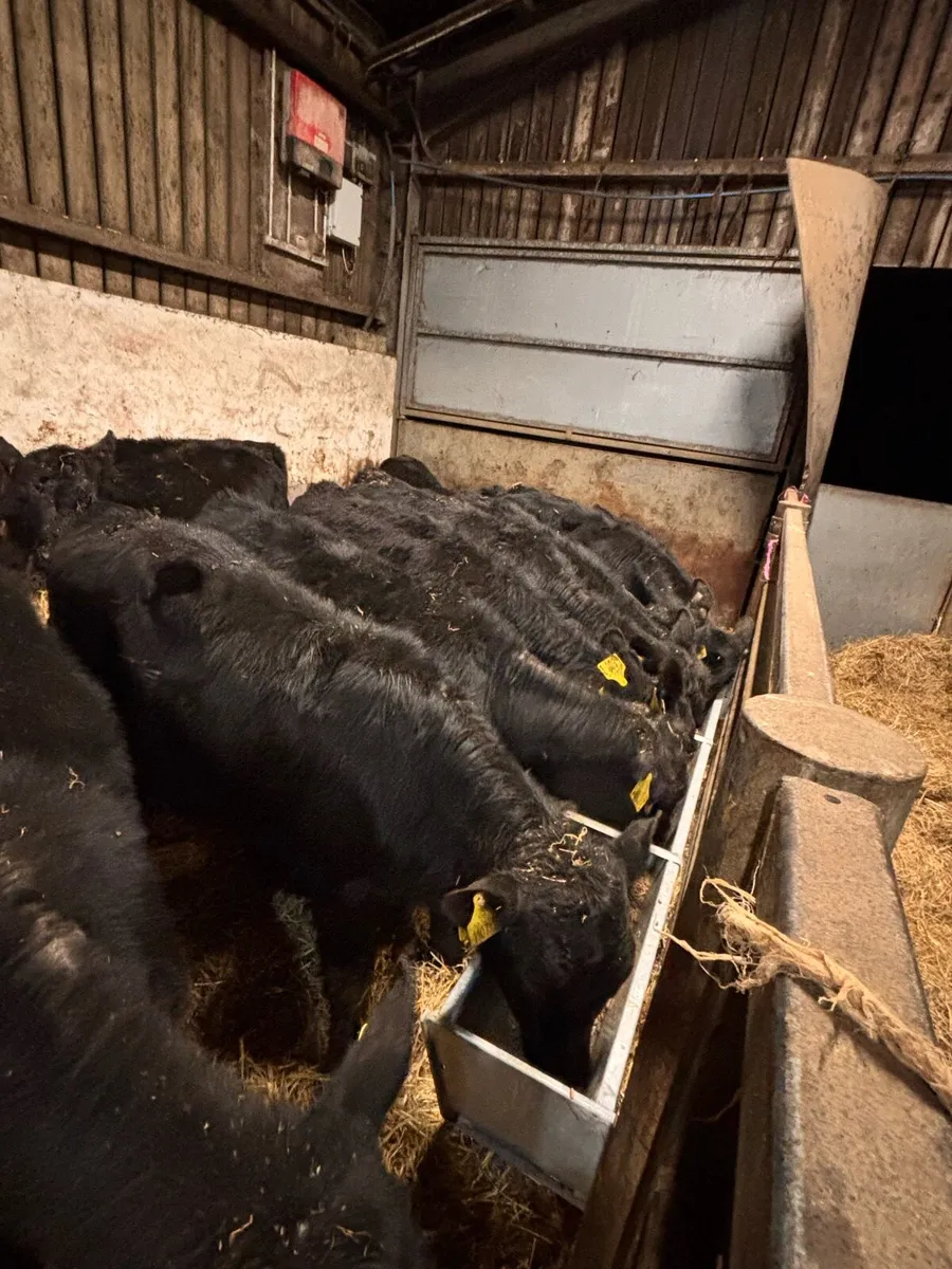 AA bull’s - Image 3