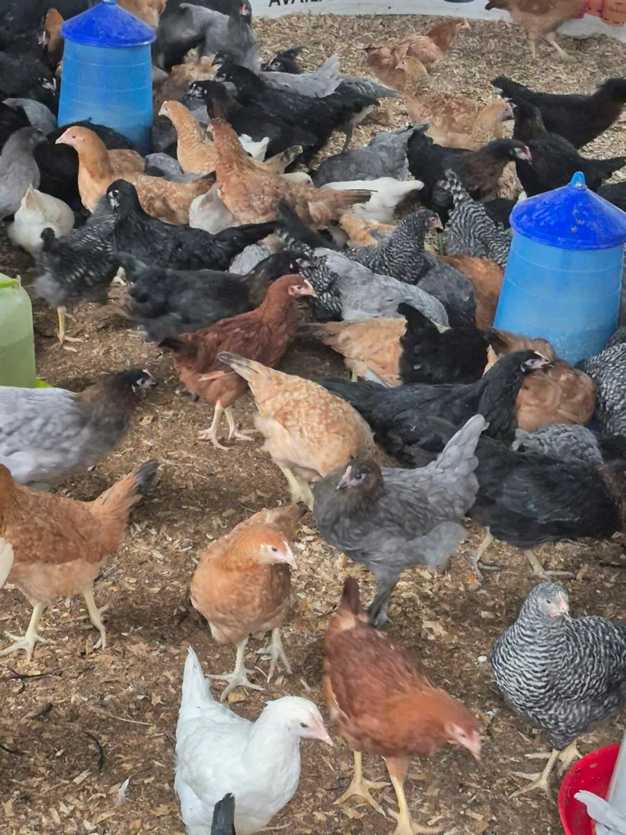 Laying hens for sale - Image 1
