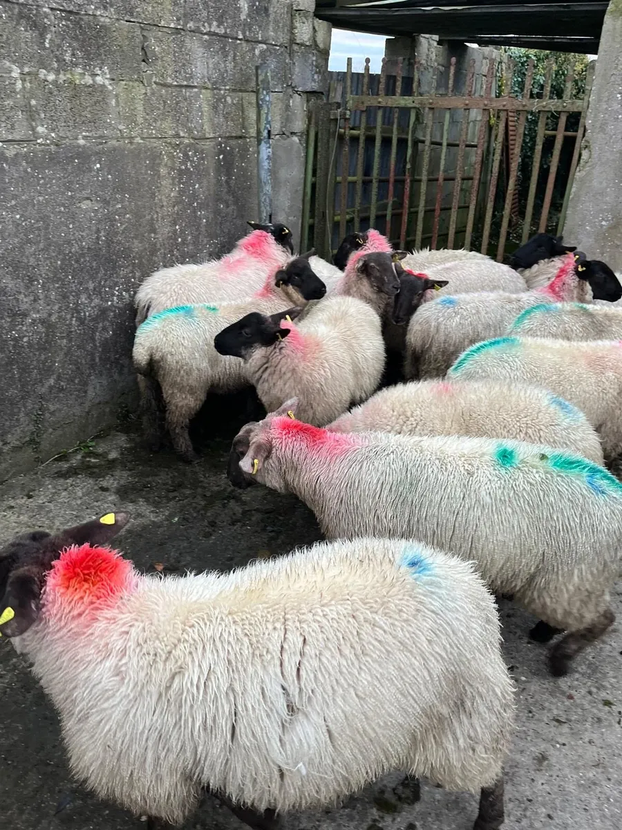 Breeding ewe lambs - Image 1