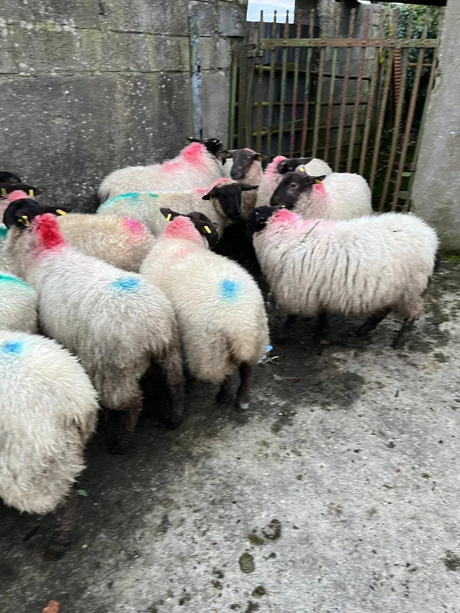 Breeding ewe lambs - Image 2