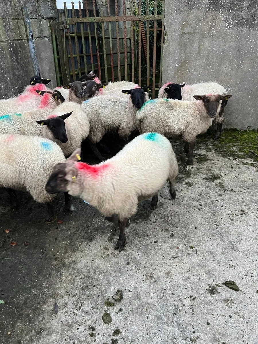 Breeding ewe lambs - Image 3