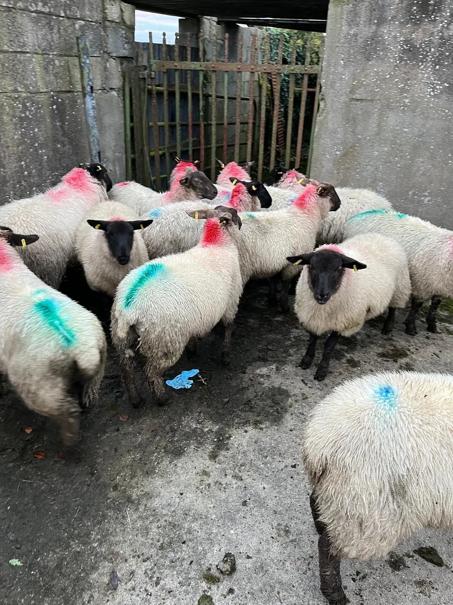 Breeding ewe lambs - Image 4