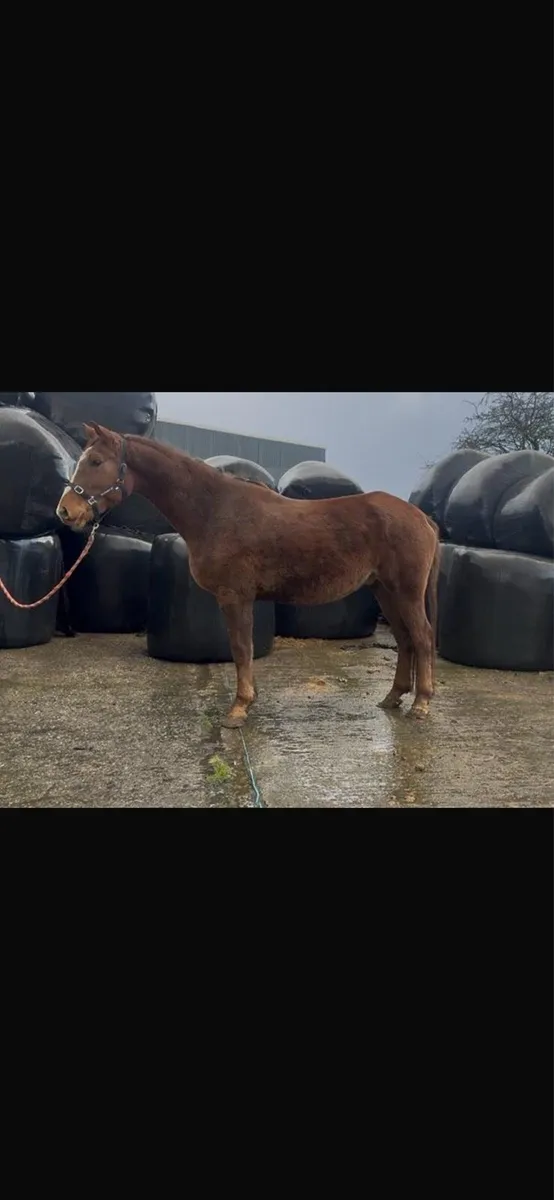 4yo gelding - Image 1