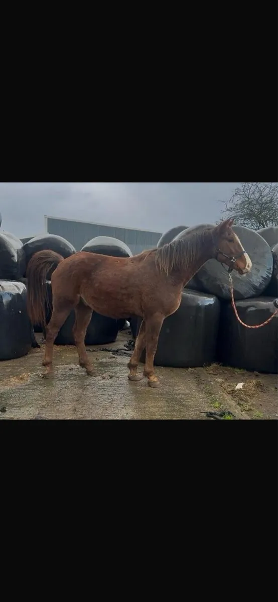 4yo gelding - Image 2